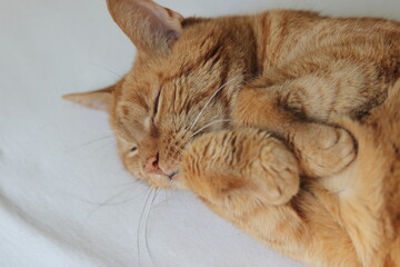 My Cat Spikey while playing relaxing and have fun