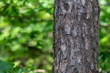 Fototapeta premium Pine tree bark. Coniferous trunk in Central Europe.