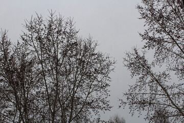 trees and sky
