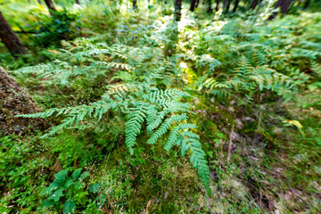 Obraz premium Fern in a coniferous forest. Plant undergrowth in the forest of Central Europe.