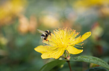 hovering bee on yellow st. john's wort flower

