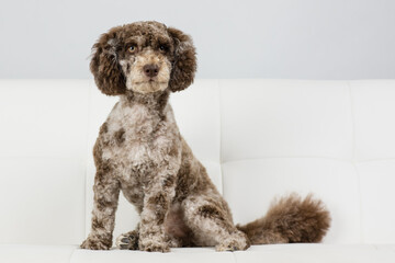 Freshly groomed brindle cockapoo