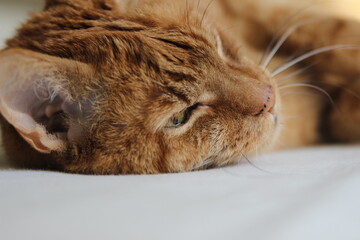 My Cat Spikey while playing relaxing and have fun