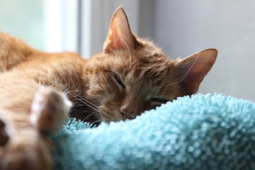 My Cat Spikey while playing relaxing and have fun