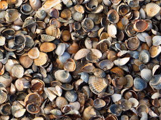 shell texture on the beach