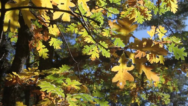 Hojas y setas en oto&ntilde;o