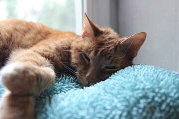 My Cat Spikey while playing relaxing and have fun