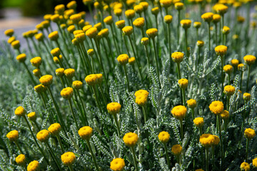 yellow flowers on a summer sunny day