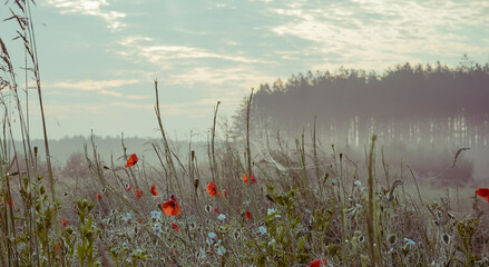 Early morning in the meadows with fog and poppies blossom
