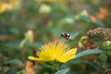 hovering bee on yellow st. john's wort flower

