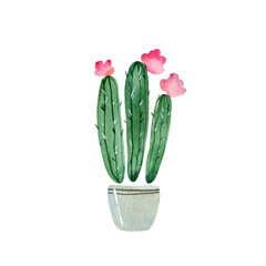 Houseplant. Three cactuses with pink flowers in pot. Watercolor illustration isolated on white.