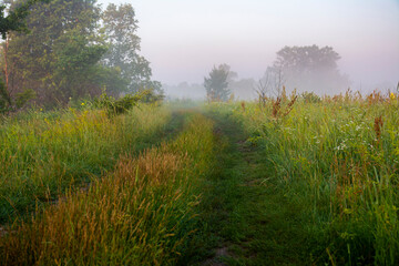 Fototapeta na wymiar Meadow road, fog and lush vegetation at dawn.