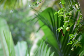 Obraz premium fresh green grass