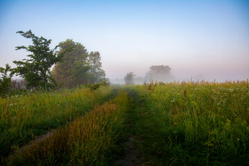 Meadow road, fog and lush vegetation at dawn.