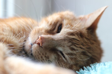 My Cat Spikey while playing relaxing and have fun