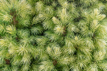 abstract background of conifer tree texture close up