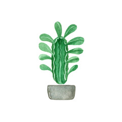 Houseplant euphorbia in grey decorative pot. Watercolor  illustration isolated on white.
