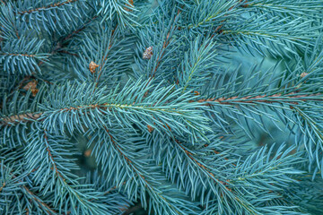 floral background of blue fir branches close up