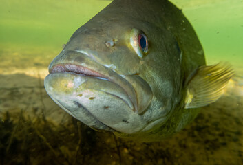 Closeup of smallmouth bass underwater