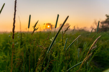 Morning time in the meadow, sunrise on an early summer morning.