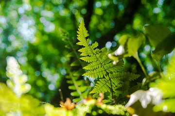 新緑のシダDSC0938
