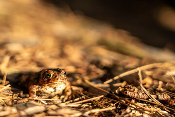 Small toad on forest floor