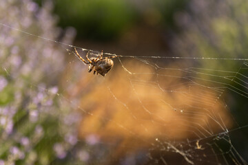 A large spider and its web