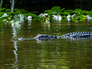 Alligator surfaces in water with lilypads
