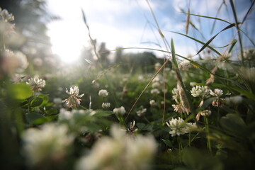 grass and flowers