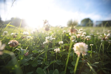 meadow with dandelions