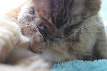 My Cat Spikey while playing relaxing and have fun