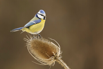 Very nice portrait of eurasian blue over thistle flower (Cyanistes caeruleus)