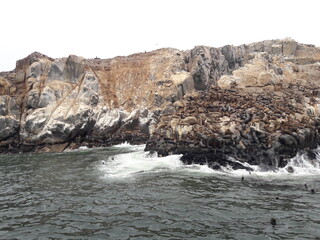 Fototapeta na wymiar Island covered by sea lions near Lima Peru 2019