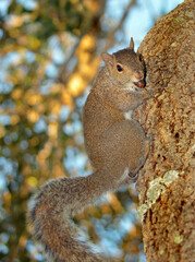 Squirrel climbing tree with acorn in its mouth