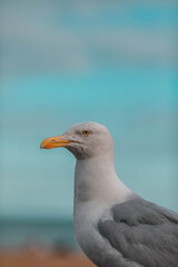 seagull on the beach of Brighton.