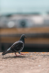 pigeon on the beach of Brighton.