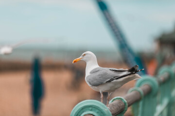 seagull on the pier