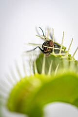 single fly trapped inside a venus fly trap plant with its head sticking out