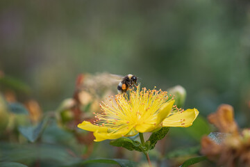 hovering bee on yellow st. john's wort flower
