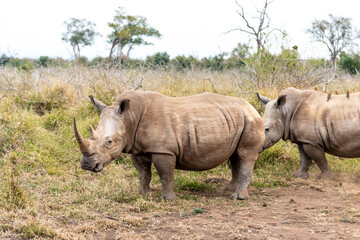 Obraz premium White rhinoceros or square-lipped rhinoceros is the largest extant species of rhinoceros.