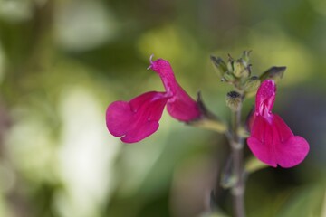 Blackcurrant sage flower, Salvia microphylla.
