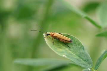 Nahansicht eines brauen Weichkäfers
