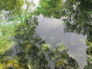 Beautiful view of the reflection of the dense crowns of trees in the clear calm water of an...