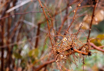 fine structure of a bush in early morning with dew