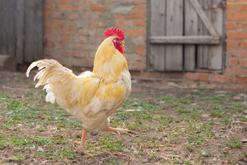 Beautiful white rooster strides through the poultry yard on the farm