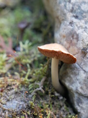 mushroom in the forest