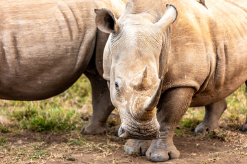 White rhinoceros or square-lipped rhinoceros is the largest extant species of rhinoceros.