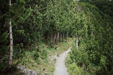 Fototapeta na wymiar fern in the woods, Albainua Europe