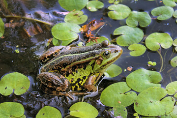 Water frog (Pelophylax lessonae) on the green duckweed of the reservoir