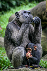 Chimpanzee elder and junior